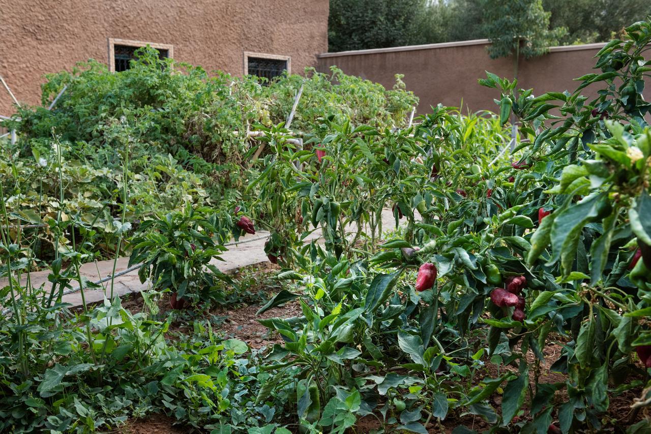 Ouirgane Ecolodge المظهر الخارجي الصورة