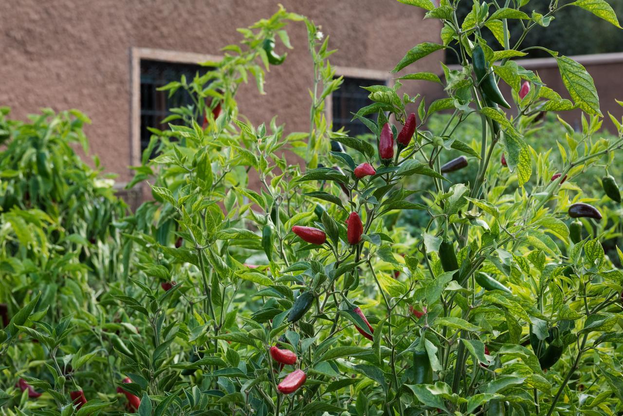 Ouirgane Ecolodge المظهر الخارجي الصورة